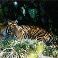 tiger_1.jpg