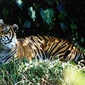 tiger_2.jpg