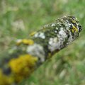 IMG_2853.jpg