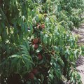 crop0029.jpg