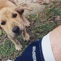 dog_1.jpg