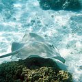 lagoonarium_ray.jpg