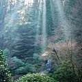 portland_jap_gdn_5.jpg