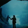portland_julia_sealion_1.jpg