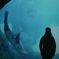 portland_julia_sealion_2.jpg