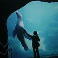 portland_julia_sealion_3.jpg