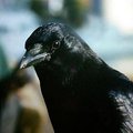 granville_island_3.jpg