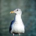 granville_island_4.jpg