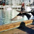 granville_island_5.jpg