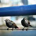 granville_island_7.jpg