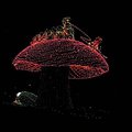 05_mushroom.jpg