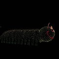 06_caterpillar.jpg