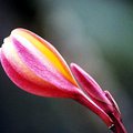 flower_3.jpg