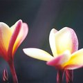 flower_4.jpg