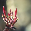 flower_5.jpg
