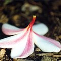 flower_6.jpg