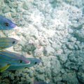 fishies_1.jpg