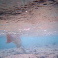 fishies_3.jpg