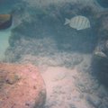 fishies_5.jpg