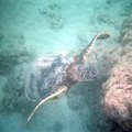 turtle_2.jpg