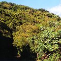 canopy_2.jpg