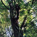 vines_2.jpg