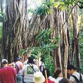 vines_3.jpg