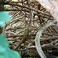 vines_4.jpg