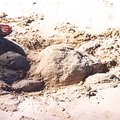 sand_turtle_1.jpg