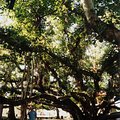 banyan_1.jpg