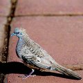 zebra_dove_1.jpg