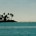beach_trees_1.jpg