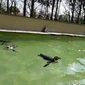 penguin_jump.avi