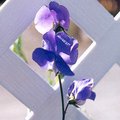 blue.jpg