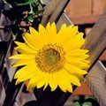 yellow2.jpg